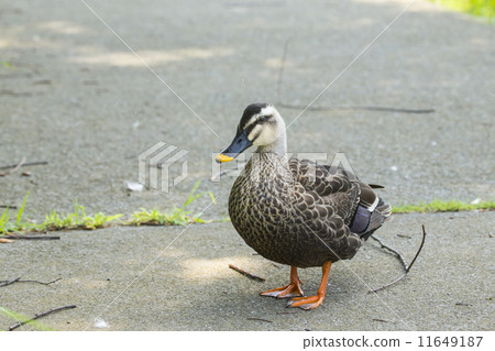 鴨 鴨 11649187