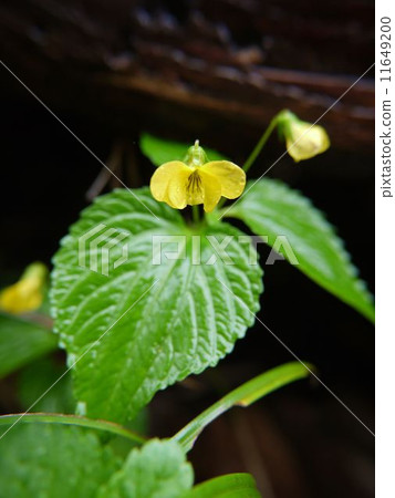 Toukakisumire 11649200