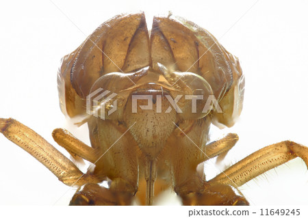 Cicada shell 11649245
