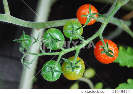  Mini Tomato 11649434