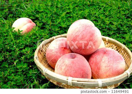 Peach blossom Peach blossom 11649491