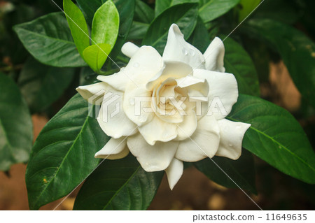 beautiful Gardenia jasminoides flower on tree 11649635