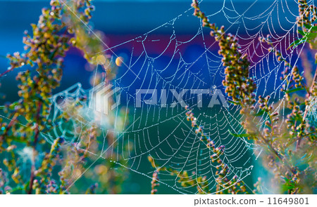 Cobwebs 11649801