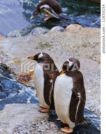 Penguins Penguins 11650154