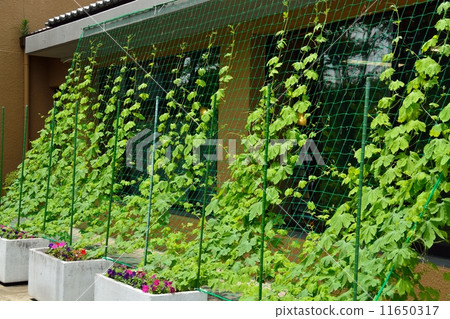 Goya's green curtain 11650317