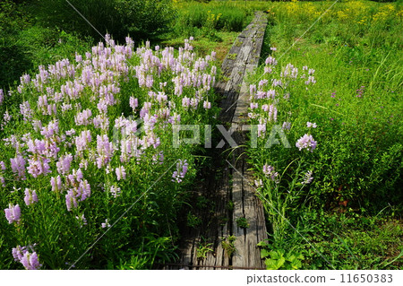 August Flower Kectranoo / Labiaceae 13 11650383