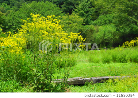 August Ominae and Ominaeidae 73 11650384