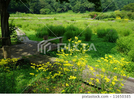 August Ominae和Ominaeidae 72 August Ominae和Ominaeidae 72 11650385