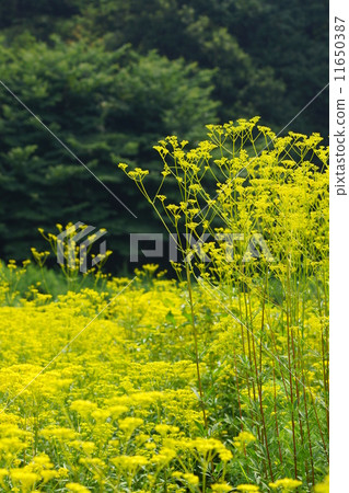 August Ominae and Ominaeidae 70 11650387