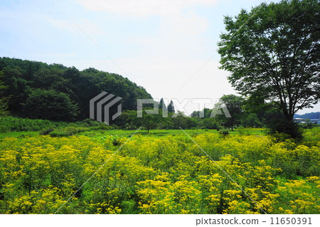 August Ominae和Ominaeidae 66 August Ominae和Ominaeidae 66 11650391