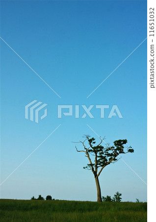 樹 - 單樹DSC  -  8976 11651032