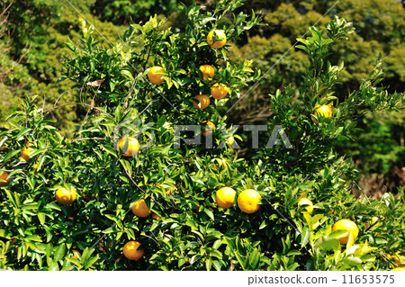 Mandarin orange Mandarin orange 11653575
