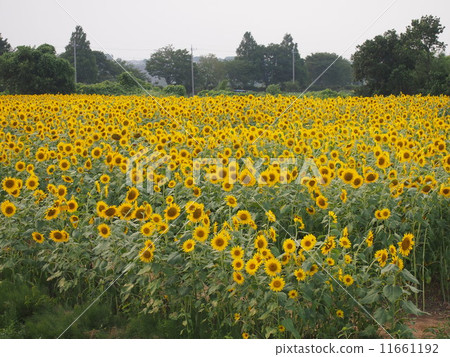 向日葵田 11661192