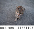 流浪貓 11661193
