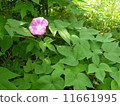 Morning glory 11661995