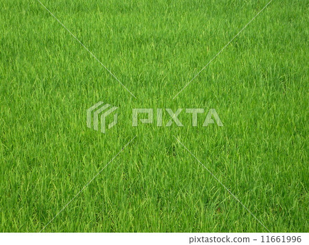 Meadow Meadow 11661996