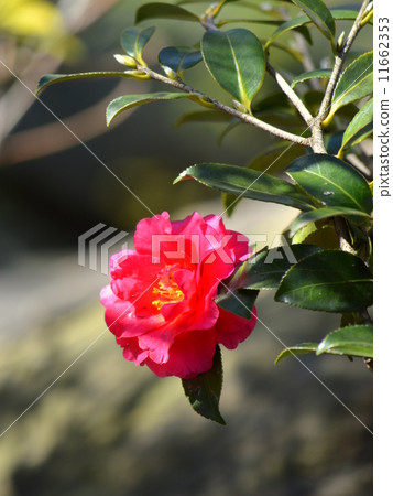 冷山茶花 11662353