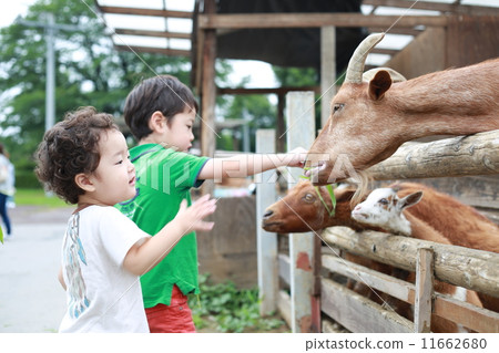 Contact with animals 11662680