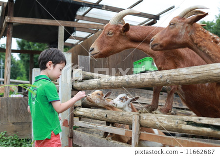 Contact with animals 11662687