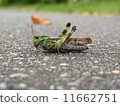 Locust  11662751