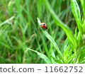 Ladybug 11662752