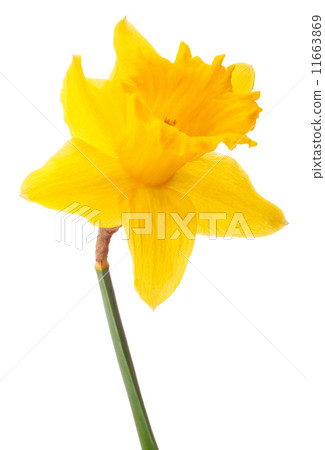 Daffodil flower or narcissus isolated on white background cutout Daffodil flower or narcissus isolated on white background cutout 11663869