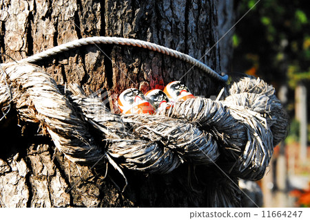 Karutoji · Tamuma inside Shime lime 11664247