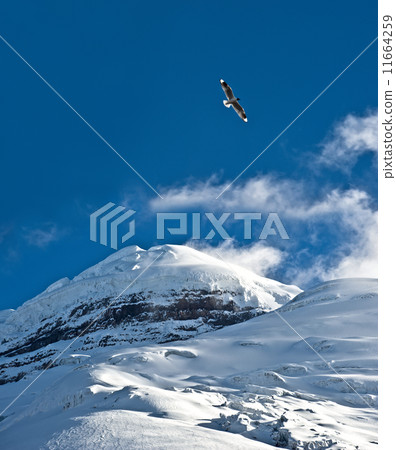 Cotopaxi Volcano Cotopaxi Volcano 11664259