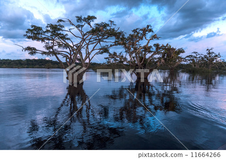 Amazonian rainforest. Laguna Grande, National Park Cuyabeno. Ecu Amazonian rainforest. Laguna Grande, National Park Cuyabeno. Ecu 11664266