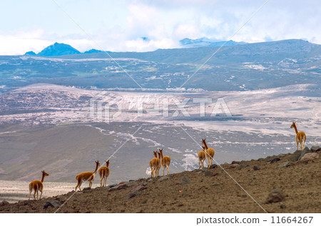 Vicuna (Vicugna vicugna) or vicugna is wild South American camel 11664267