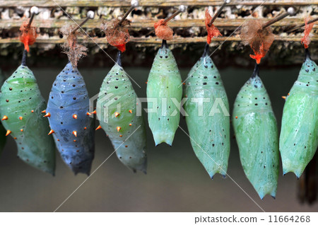 Rows of butterfly cocoons Rows of butterfly cocoons 11664268