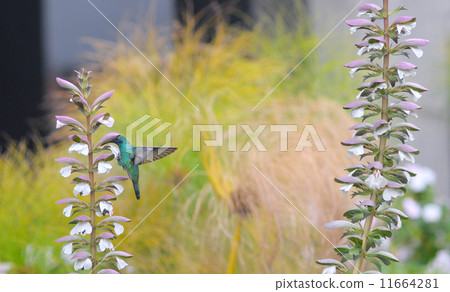 Small hummingbird near flowers frozen in action with it's wings 11664281