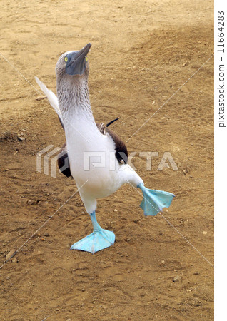 Cheerful mating dance of Blue-footed boobie. Galapagos, Ecuador 11664283