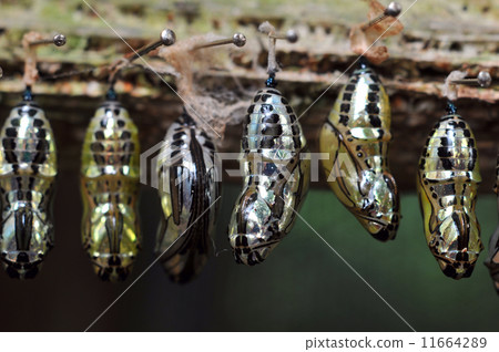 Rows of butterfly cocoons 11664289