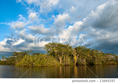 Amazonian rainforest. Laguna Grande, National Park Cuyabeno. Ecu Amazonian rainforest. Laguna Grande, National Park Cuyabeno. Ecu 11664297