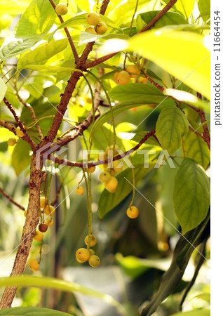 再見的果實 11664454