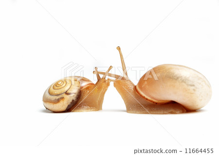 snails kissing  11664455
