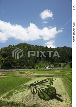 Rice field art 11664456
