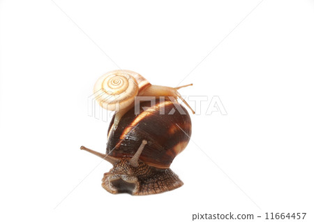 funny snail  11664457