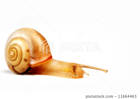 funny snail  11664463