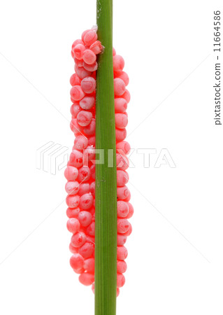 Egg of Tanish 11664586