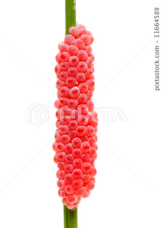 Egg of Tanish 11664589