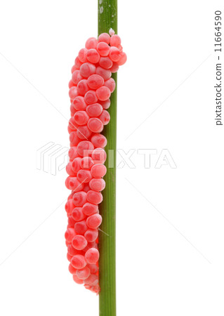 Egg of Tanish 11664590