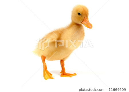 yellow duck  11664609