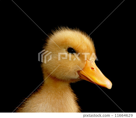 funny yellow duck 11664629