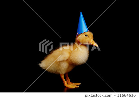 funny yellow duck 11664630