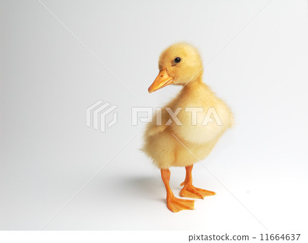 yellow duck  11664637