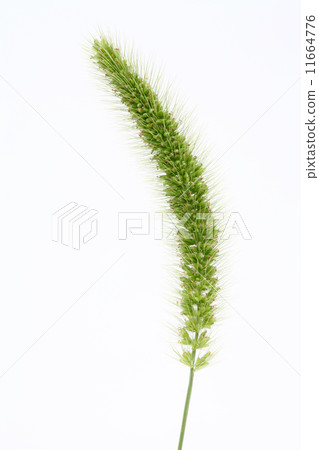Setaria viridis Setaria viridis 11664776
