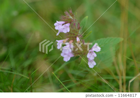 Ibuki muskou Ibuki muskou 11664817