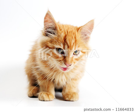 orange kitten orange kitten 11664833
